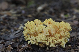 Beautiful clavaria (Ramaria formosa), filigree, branched, nature, Naurod, Wiesbaden, Taunus, Hesse,