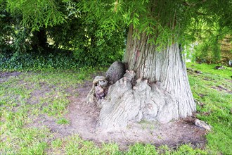 Ancestral tree trunk, palace park, Sanssouci, Potsdam, Brandenburg, Germany, Europe