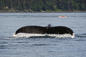 Fluke of a diving humpback whale, kayaker in the background, Inside Passage, Juneau, Alaska, USA,