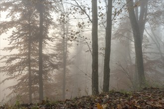 Autumn forest in the mist. Bas-Rhin, Collectivite europeenne d'Alsace, Grand Est, France, Europe