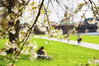 Spring on the Königsufer in Dresden