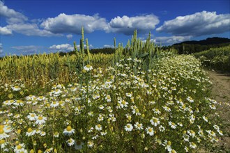 Field grassland near Gohrisch with wild daisies