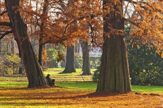 Pillnitz Palace Park Meadows at the Bergpalais