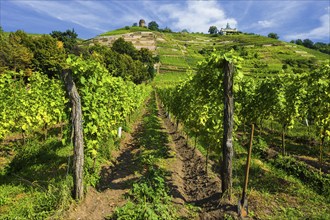 Open Winery Day in Saxony