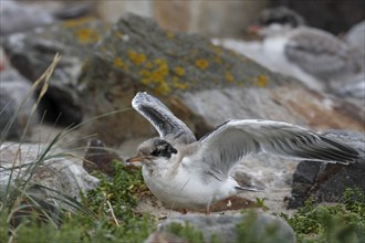 Common Tern (Sterna hirundo), immature animal, juvenile animal during first flight attempts, flight