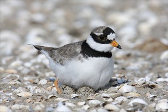 Ringed Plover (Charadrius hiaticula), adult bird on the clutch, Lower Saxony Wadden Sea National