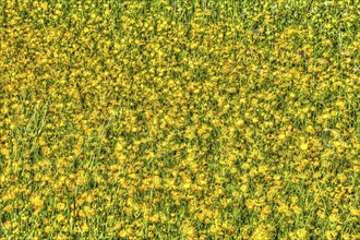 Wildflower meadow, Ranunculaceae, buttercups, oil painting, bright flowers, yellow flowers