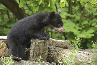 Young spectacled bear (Tremarctos ornatus), young, bears, bear, captive