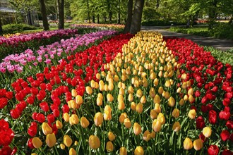 Blooming tulips flowerbed in Keukenhof flower garden, also known as the Garden of Europe, one of