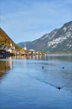 Austrian tourist destination Hallstatt village on Hallstatter See lake in Austrian alps with geese