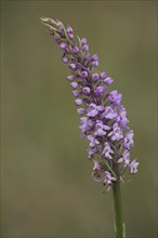 Military orchid (Orchis militaris), Helm's orchid, Knabenkraut, orchid, bent, Ständelberg,