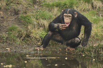 Common chimpanzee (Pan troglodytes), sitting, water, shore, gesture, arm, mouth, open, apes, great