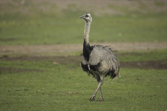 Common ostrich (Struthio camelus), captive