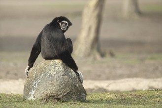 White-handed gibbon (Hylobates lar), sitting, stone, rock, behind, turn over, captive