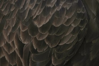 Feathers of Bald Eagle (Haliaeetus leucocephalus), Homer, Kenai Peninsula, Alaska, USA, North