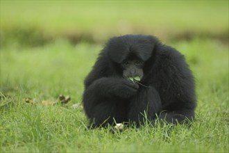 Siamang (Hylobates syndactylus), sit, eat, ground, gibbons (Hylobatidae), gibbon, Hylobates, small