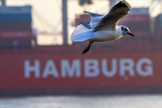 Seagull in Hamburg harbour in front of lettering Hamburg, autumnal, Elbe, coast, Germany, Europe