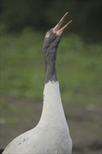 Black-necked Crane (Grus nigricollis), portrait, scream, call, black-necked crane, crane birds,