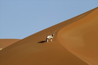 Oryx (Oryx gazella) (Gemsbok) on a dune, Taken from a hot-air balloon, Sossusvlei, Namib-Naukluft