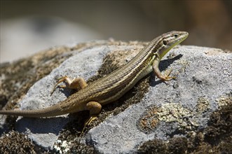 Large psammodromus (Psammodromus algirus) (Lacerta algira) basking on rock