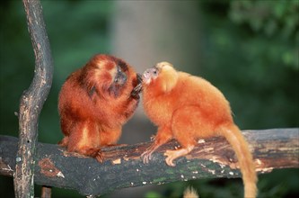 Golden Lion Tamarins, grooming (Leontopithecus rosalia rosalia)