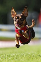 A miniature pinscher running across a meadow, Baden-Württemberg, Germany, Europe