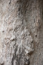 Structure, texture, relief, nature, tree, tree trunk, tree bark, art, detail