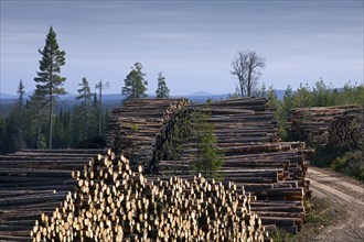 Logging by the timber industry with stacks of felled logs/trees/wood from a pine forest, Sweden,