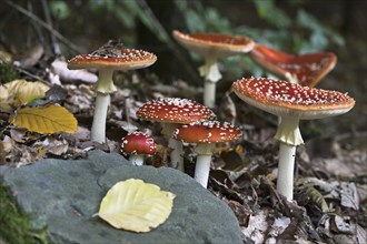 Fly agarics (Amanita muscaria), Emsland, Lower Saxony, Germany, Europe