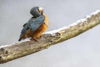 Common kingfisher (Alcedo atthis) preening, Emsland, Lower Saxony, Germany, Europe