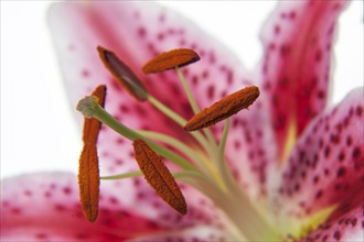 Stamens of a lily (Lilium), lily blossom, macro photograph, Germany, Europe