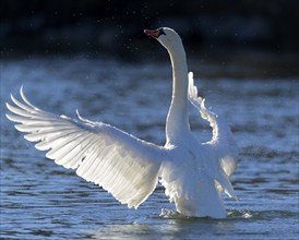 Mute Swan (Cygnus olor), flapping its wings against the light, Isar, Munich, Bavaria, Germany,