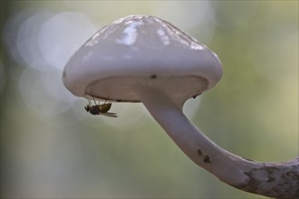 Porcelain fungi (Oudemansiella mucida), Emsland, Lower Saxony, Germany, Europe