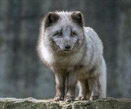 Arctic fox (Vulpes lagopus) or ice fox standing on a rock, Germany, Europe