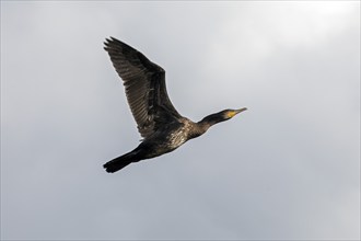 Flying cormorant, Geltinger Birk, Schleswig-Holstein, Germany, Europe