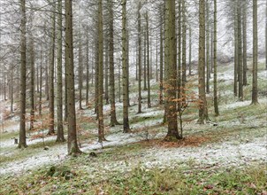 Spruce forest in late autumn, snow on the ground, Harz Mountains, Lower Saxony, Germany, Europe