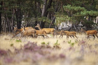 Red deer (Cervus elaphus) in the Hoge Veluwe National Park, Netherlands