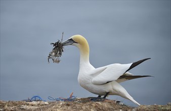 Gannets with nesting material on Helgoland, Germany, Europe