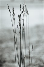 Leaves of grass, black and white, Lower Austria, Austria, Europe