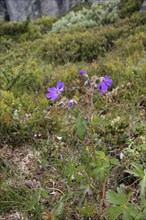 Puprecht's weed, herb robert (Geranium robertianum) flowers in the tundra, Hardanger Vidda, Norway,