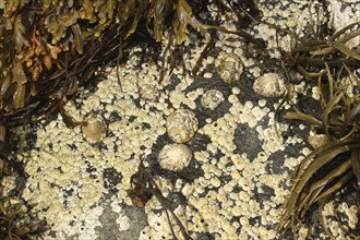 Common barnacles (Semibalanus balanoides) and mussels surrounded by seaweed (algae) on a rock,