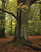 Tree trunk of copper beech (Fagus sylvatica) in a deciduous forest in autumn in the Reinhardswald,