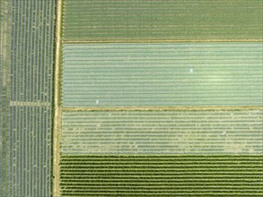 Aerial view of an apple orchard with hail protection