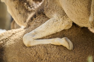 Dromedary (Camelus dromedarius), foot, detail, Spain, Europe