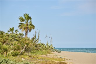 Mexican fan palm (Washingtonia robusta) at sunrise growing on a beach near Tarragona, Catalonia,