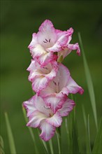 Sword lily (Gladiolus), Kiel, Schleswig-Holstein, Germany, Europe