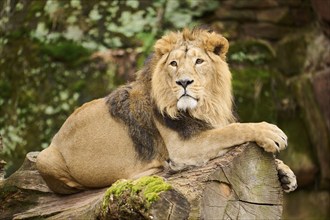 Asiatic lion (Panthera leo persica), male, lying, captive, Germany, Europe