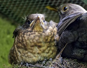 Blackbird (Turdus merula), female and nestling, young blackbird in nest, Saxony, Germany, Europe