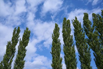 Poplar, Tree row, Sky, Clouds, Ossiach, Lake Ossiach, Carinthia, Austria, Europe