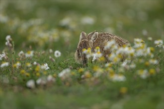 European brown hare (Lepus europaeus) juvenile leveret in a wildflower field, Suffolk, England,